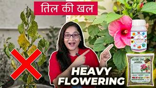 🔴TOP 2 ORGANIC LIQUID FERTILIZERS FOR HEAVY FLOWERING/FLOWER CARE & SEASOME-TIL KHAL #garden #flower