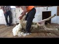 Schafe scheren in Neuseeland