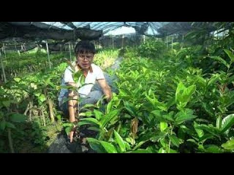 Giống Hải Đường Đỏ - Loài Hoa Mang Nhiều May Mắn Cho Gia Chủ