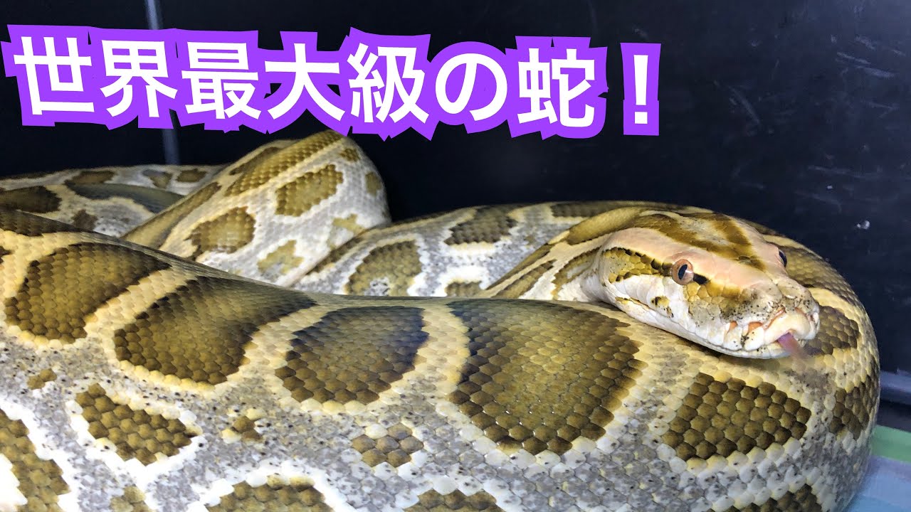 世界最大級の蛇 ビルマニシキヘビの飼育 Youtube