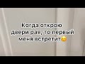 Собаки это последние ангелы на земле