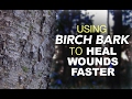 Using Birch Bark To Heal Wounds Faster