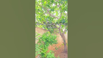 سوره طه | القارئ محمد اللحيدان #quran #قران_كريم #القرآن_الكريم #قرآن #محمد_اللحيدان
