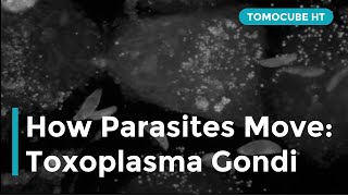 How Parasites Move: Toxoplasma gondii