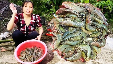 Đi chài sông quảng Phước dính nhiều tôm sú to bự quá cuộc sống mưu sinh “ Hoàng Lê Vlog “