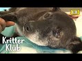 Dog&#39;s Legs Are Paralyzed, But He Has AWESOME Friends l Kritter Klub