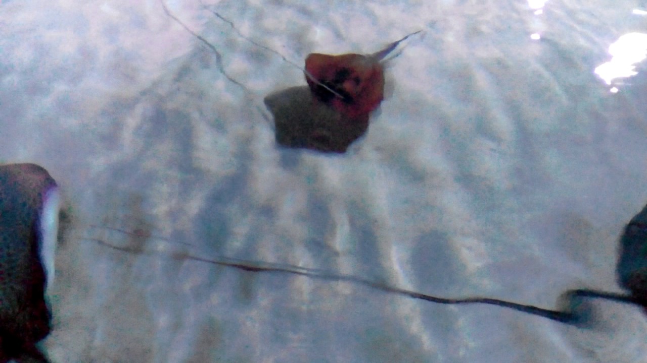 Москванариум стоит посмотреть и сходить - YouTube