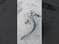 Snakehead fish walking
