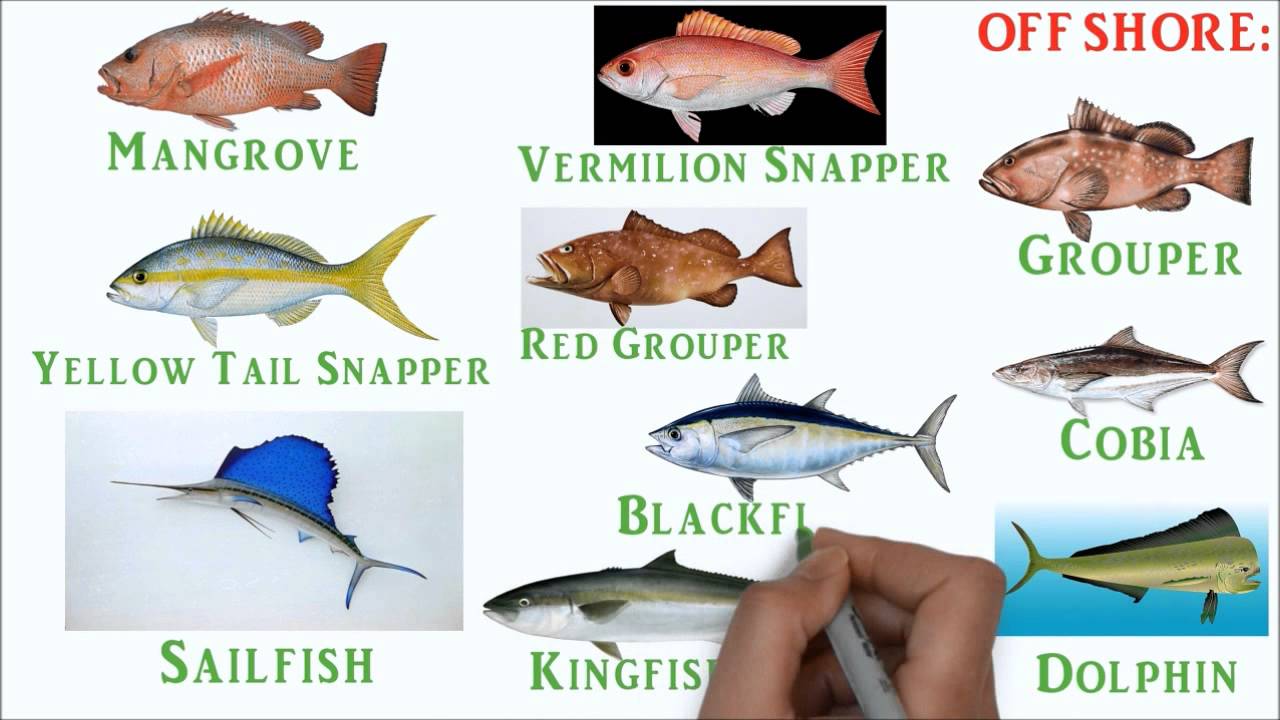 Palm Beach County Florida. Fishing. YouTube