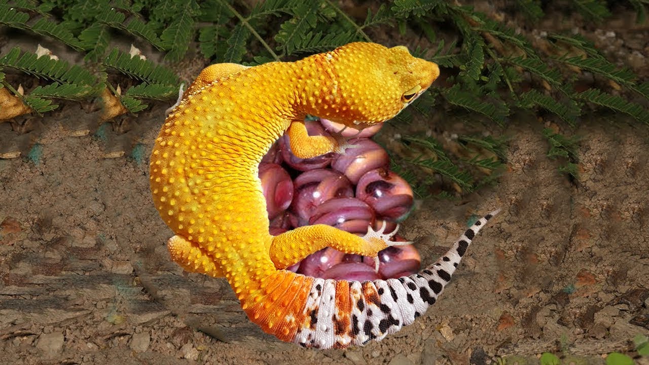 Mother Leopard Gecko Laying Eggs Beyond Father Leopard Gecko s mother-leopard-gecko-laying-eggs-beyond-father-leopard-gecko-s