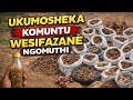 Ukumosheka Komuntu Wesifazane Ngomuthi