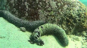 Lamma Island, Pok Liu Chau (博寮洲) - so many big sea cucumbers!