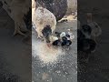 Mashallah #best#azan#villagelife  india#viral#shorts#viralvideos#duet#🌅🌅☪️🌅🌅🫀🕋🕋🕋