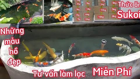 Hồ Cá Koi 1,5 Khối Đẹp - Tư Vấn Làm Lọc Hồ Cá Koi Miễn Phí 2023 - Hồ Cá Koi 2 Khối - Hồ 10 Khối Đẹp.