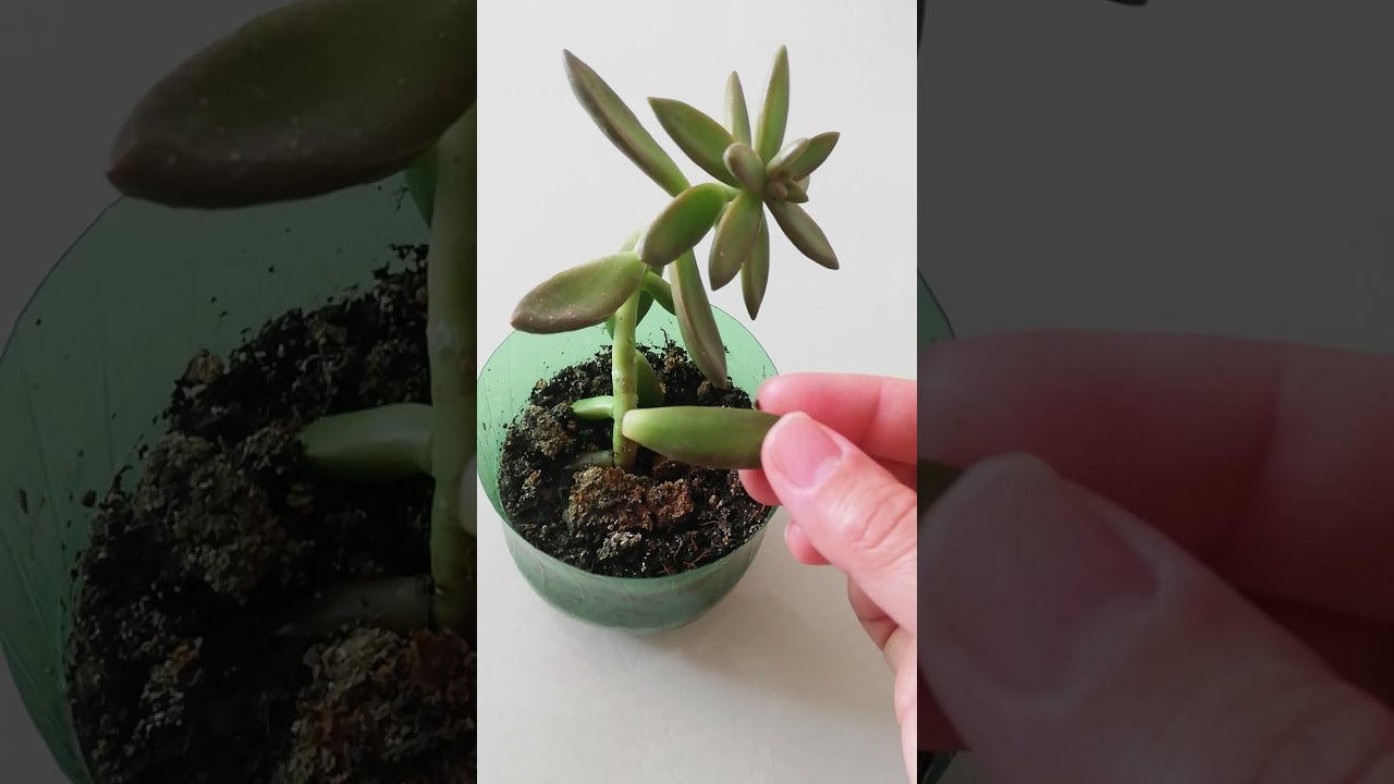 Yapraktan kolay sukulent çoğaltma