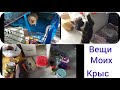 Уборка в полке у крыс/вещи моих крыс/Кошка Шаи бесится😆#моилюбимки#листиккексик #котики#крысы#твимз