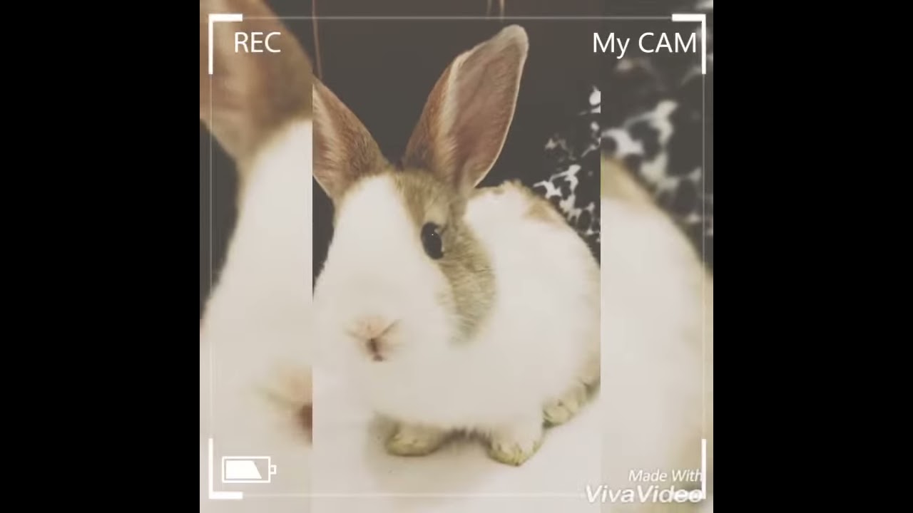 Rabbit home alone | cute little Bunny | Rabbit video | adorable Bunny Rabbit|