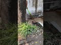 Cute cat got some visitors today # shorts #cutecats #cats