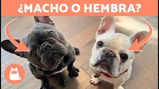 Diferencias entre BULLDOG FRANCÉS Macho y Hembra 🐕🐾 ¿Cuál Elegir?