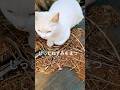 ＃お手々ないない#cat #ネズミを待つ＃白猫
