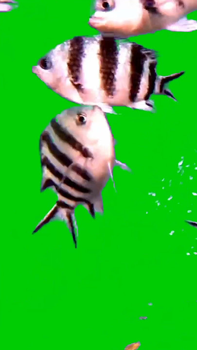 Ikan hiasan aquarium green screen#shorts