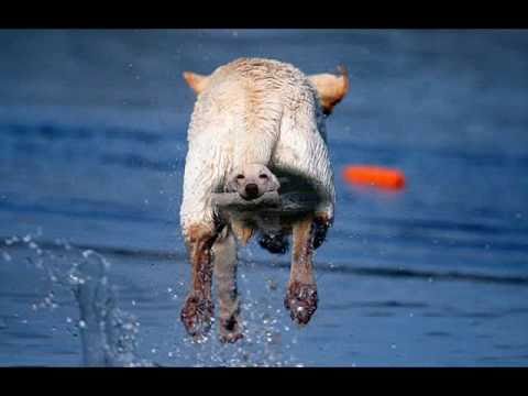 Ragweeds Leslie -ein field trial Labrador-