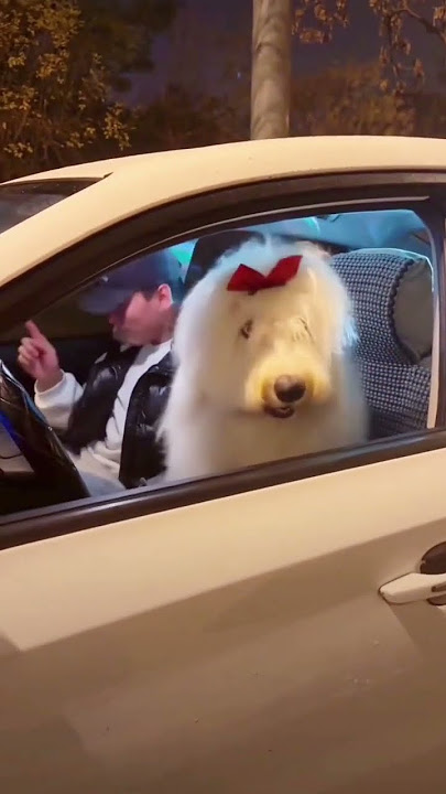 The dancing car🚗#funny #viralvideo #viralshorts #trending #trendingshorts #shorts #short #shortvideo