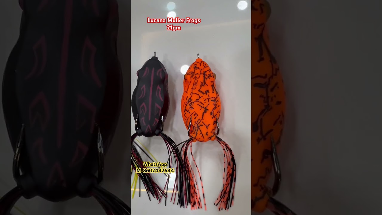 LUCANA MULLER FROGS 21Gm 
