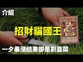 [ 遊戲王 ] 一夕暴漲結果卻是割韭菜 招財貓國王 Neko Mane King