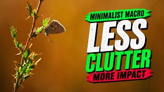 Minimalist Macro Photography Simple Insect Composition Tips