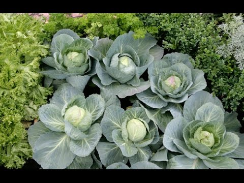 Vidéo: Kale : description, variétés, caractéristiques de culture