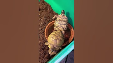 three toed box turtle mating