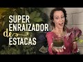 ENRAIZADOR NATURAL pra você nunca mais perder MUDAS