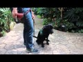 Service Dog Training: Butterflies & Quail! part 1 Service Dog Training: Butterflies & Quail! part 1