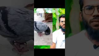 কবুতর আল্লাহকে সেজদা দিচ্ছেন☝️ shortvideo shorts vairalvideo