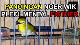 1 JAM Masteran Pancingan Pleci NGERIWIK NGEKEK PANJANG ! Calon PLECI FIGHTER ! MASTERAN MP3