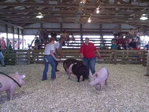 Hog showmanship contest at Warren County Iowa Fair. Caroline won reserve champion senior showman.