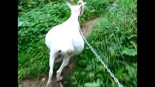 Козу раздуло. Клещи. Грязные козы) Козу раздуло. Клещи. Грязные козы)