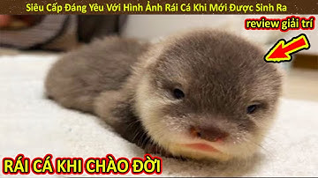 Hảo Hán Review Siêu Cấp Đáng Yêu Với Những Hình Ảnh Rái Cá Khi Mới Được Sinh Ra | Review Giải Trí