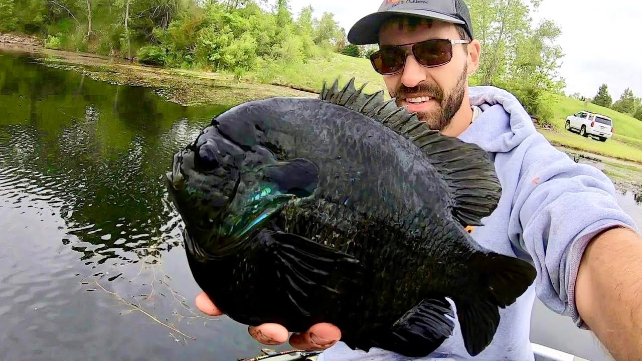 The MOST INSANE BLUEGILL I'VE EVER SEEN!! 