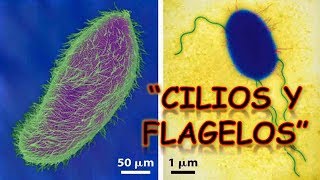 LOS CILIOS Y FRAGELOS : BIOLOGÍA | MediCiencia