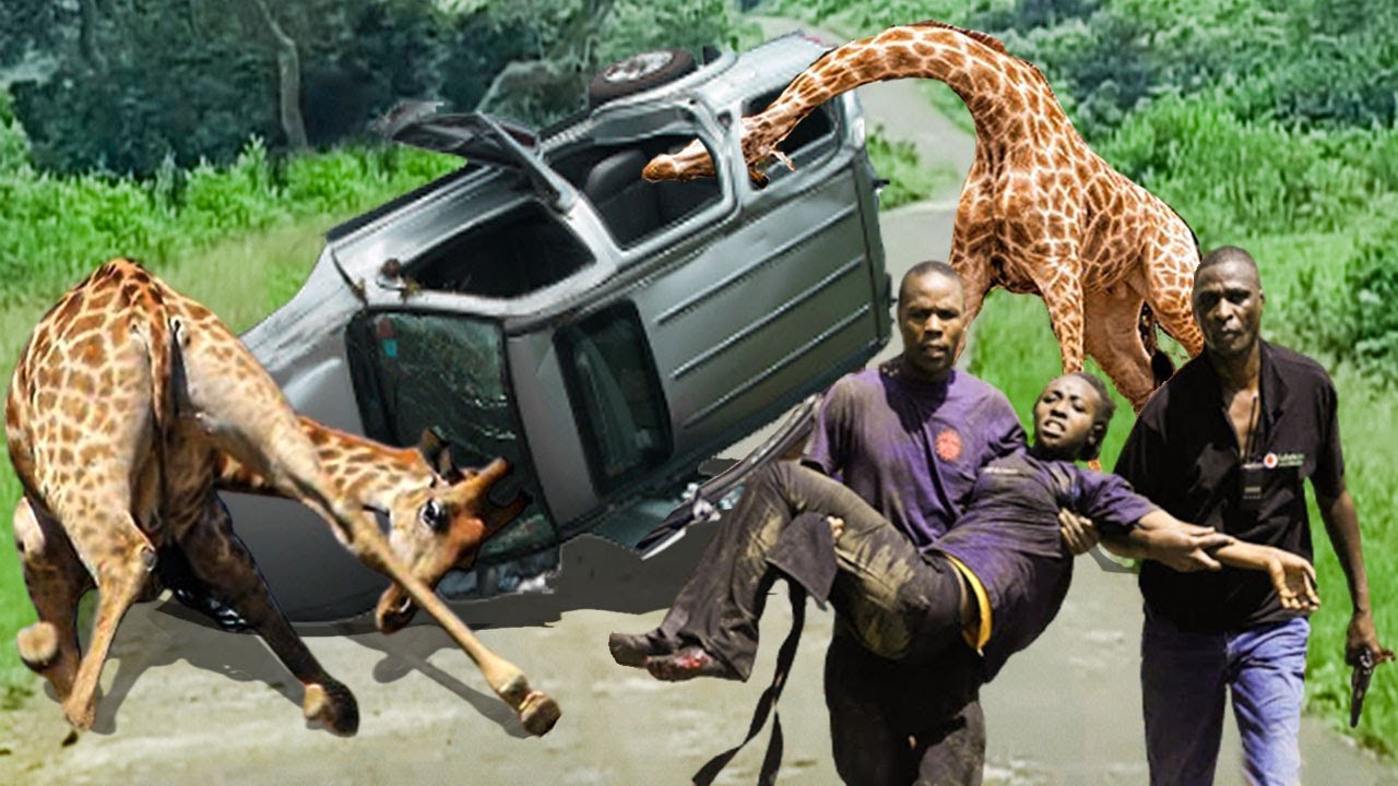 Rare Scene! Wild Animals Constantly Rush Into Tourist Cars To Show ...