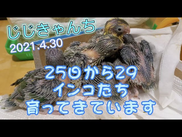 育っています🐣