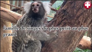 famille de singes du plus petit au plus grand by Animal group Eu 2,347 views 1 year ago 11 minutes, 26 seconds