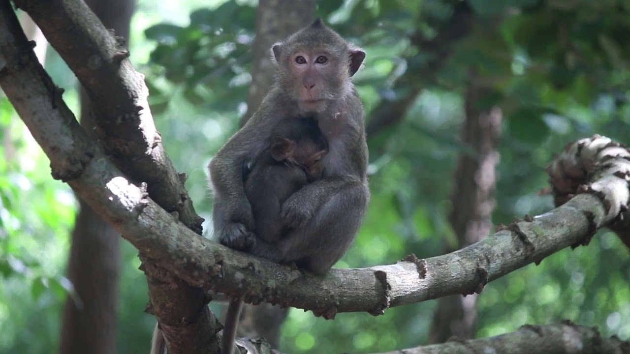 Monkey Life Up Close! Funny Moments & Daily Adventures | EP 18