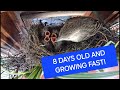 Youtube Thumbnail title