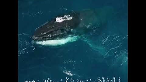 وذا النون إذ ذهب مغاضبآ | للقارئ إسلام صبحي حالات واتس اب