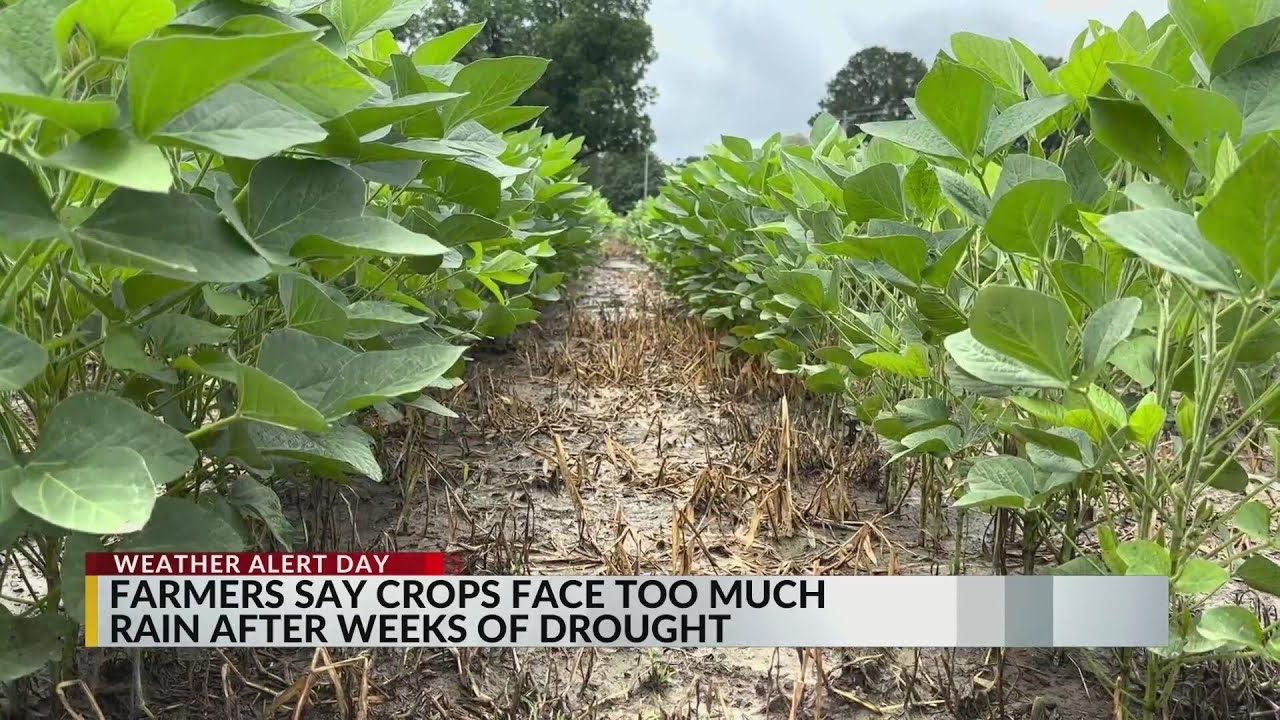 Farmers continue struggling, going from drought to too much rain - YouTube