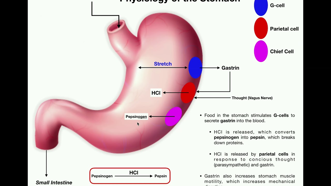 Anatomy And Physiology Of The Stomach Youtube