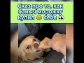 Сказ про то как Саныч морожку купил 😂 себе 👀 #помощьбездомнымживотным #семья